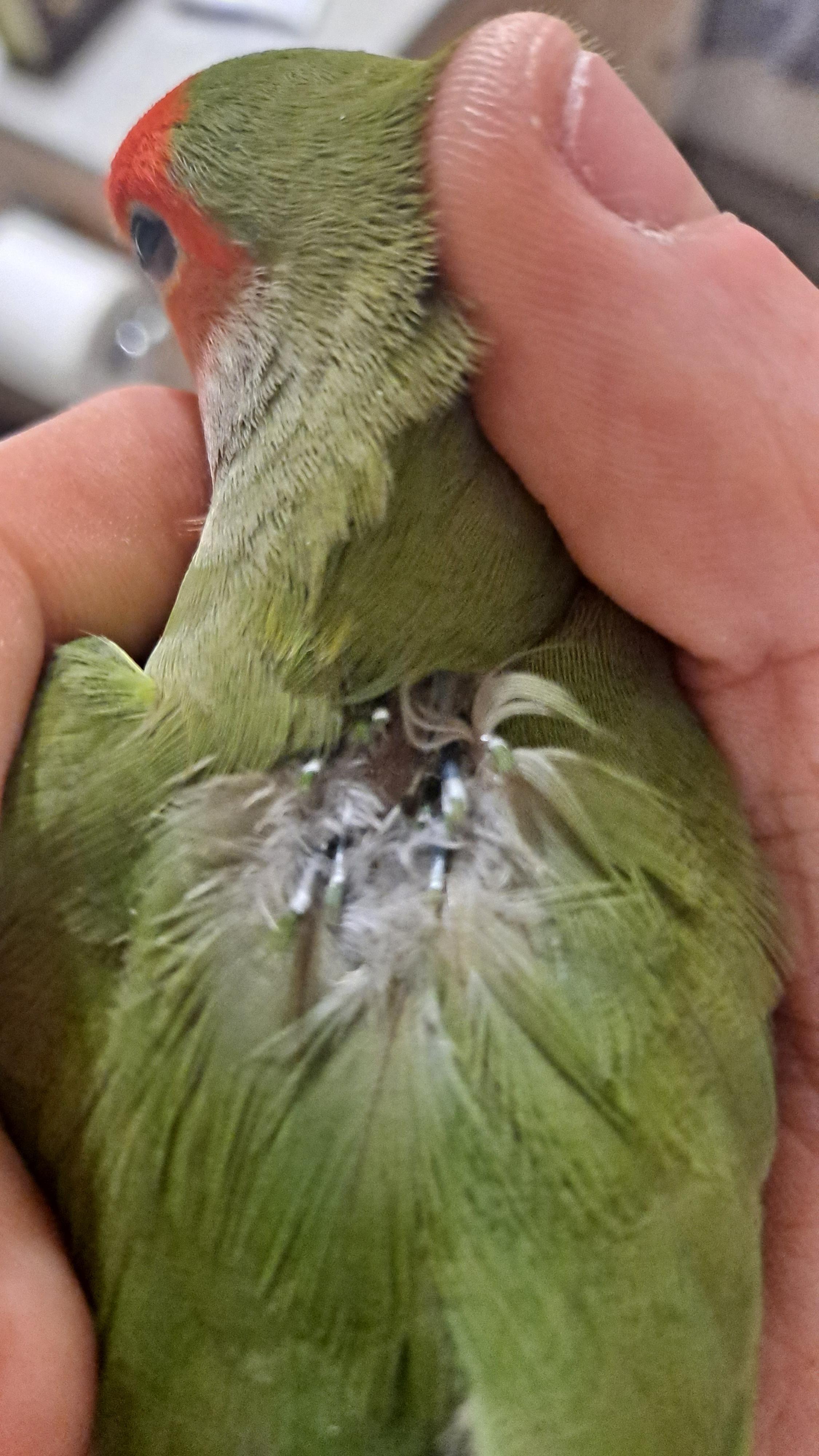 A person holding a small green parrot with a patch of missing feathers on its back.