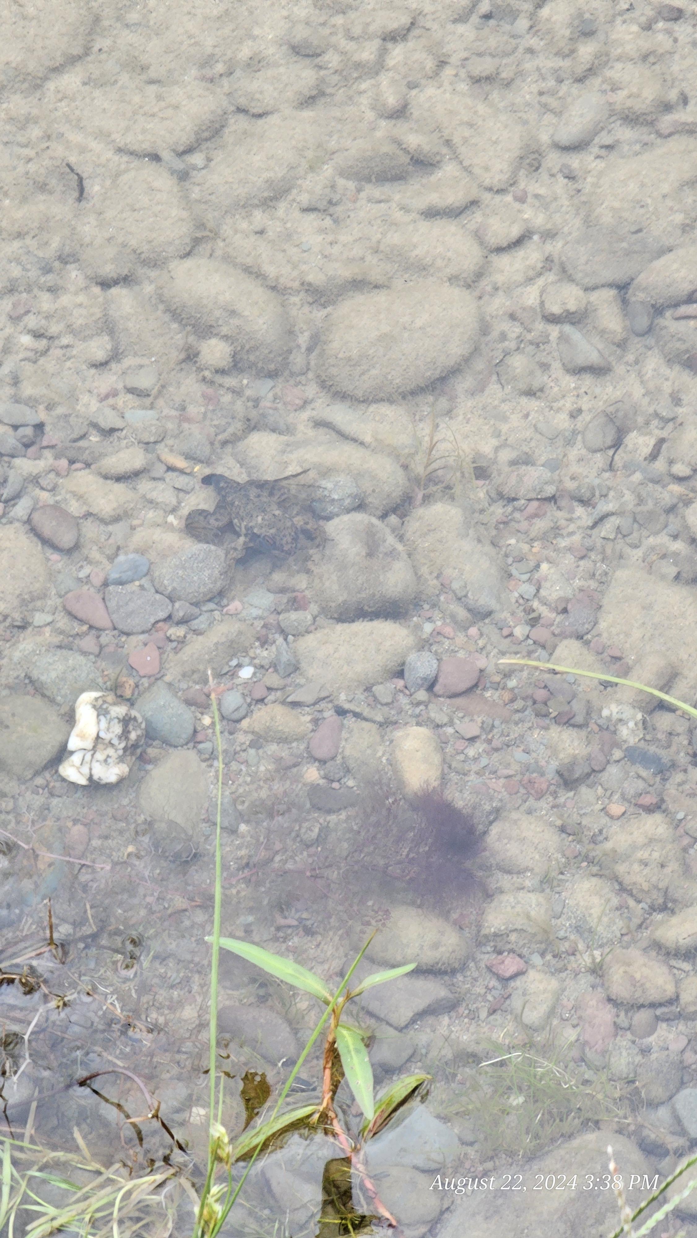 Top-down view of a shallow stream bed with pebbles and rocks under clear water for fishing bait.