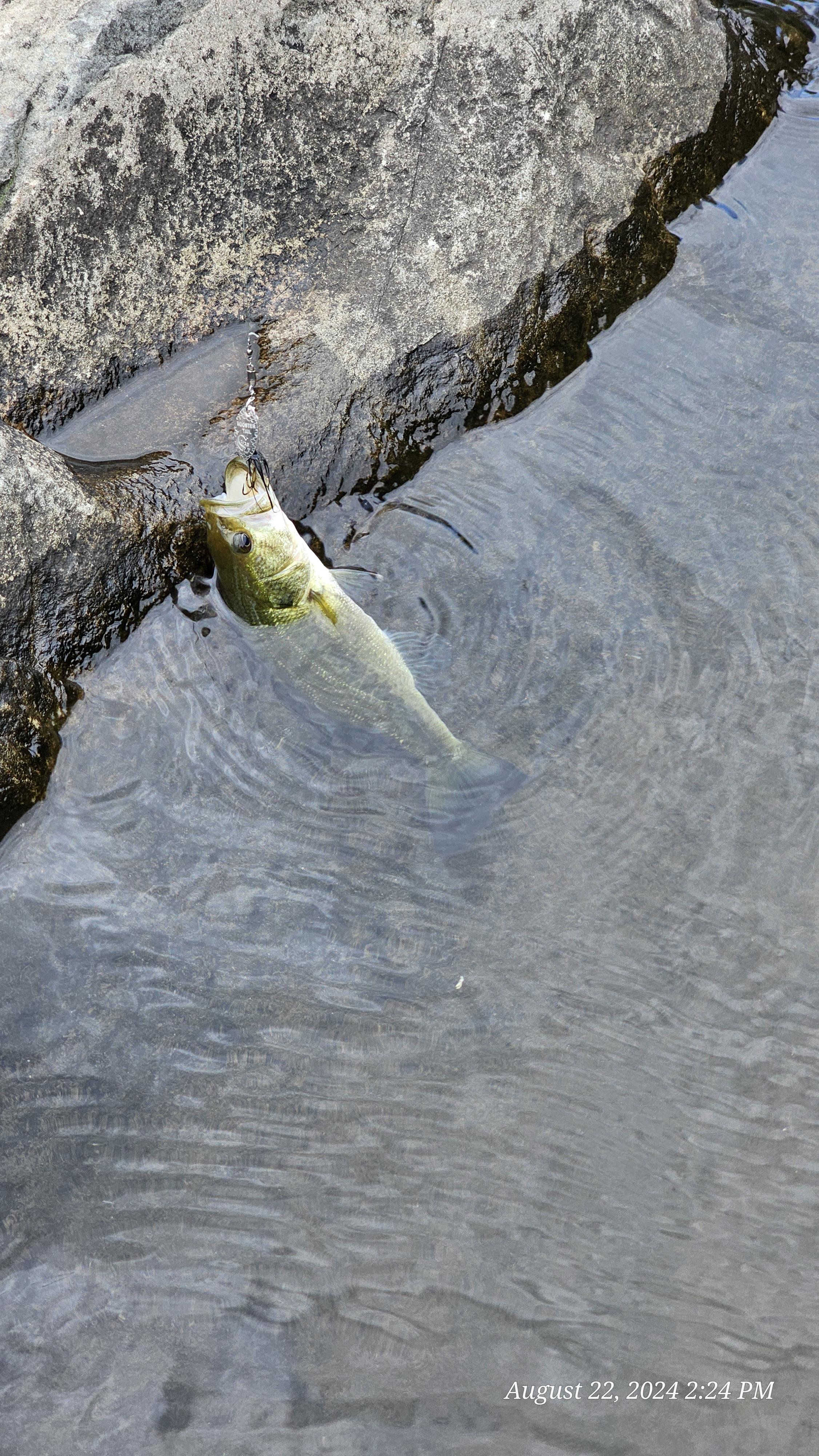 Top-down view of a shallow stream bed with pebbles and rocks under clear water for fishing bait.