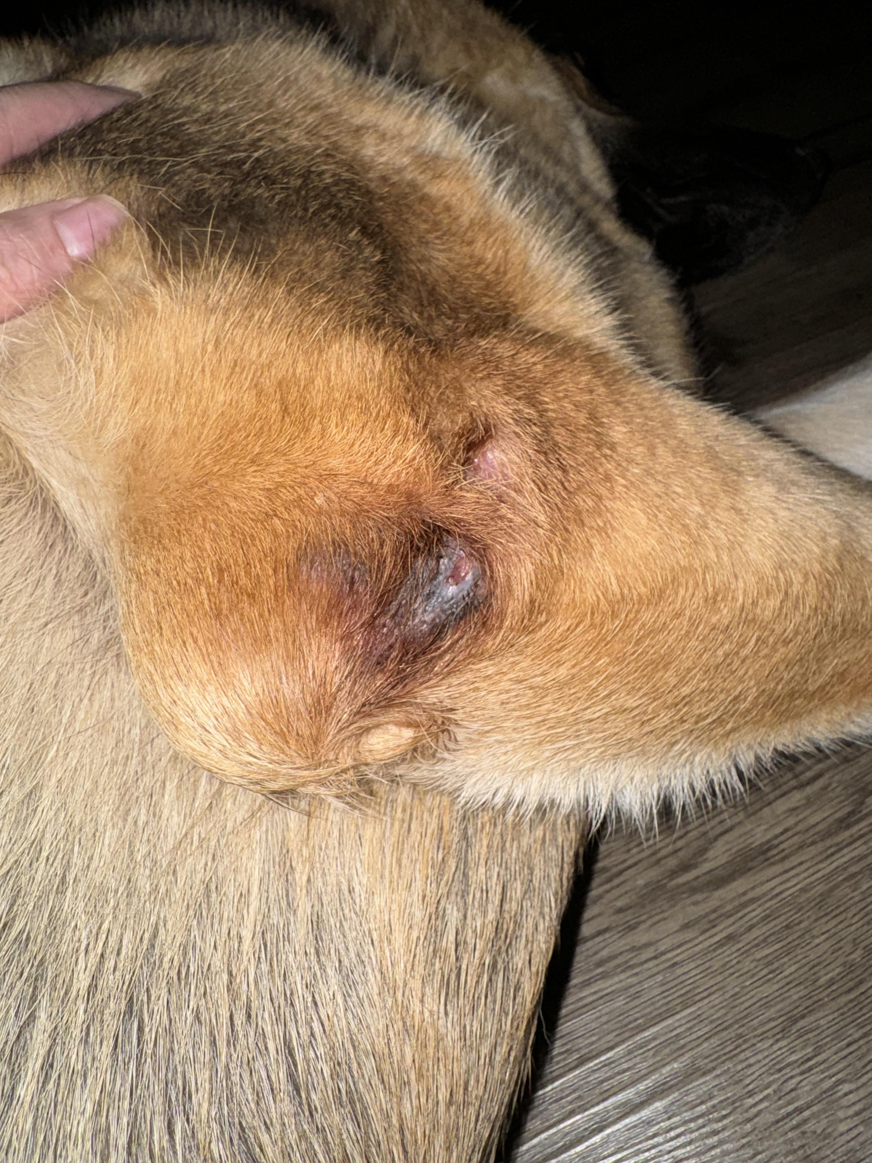 Close-up of a German Shepherd dog's leg with red skin and a skin lesion on a wooden floor