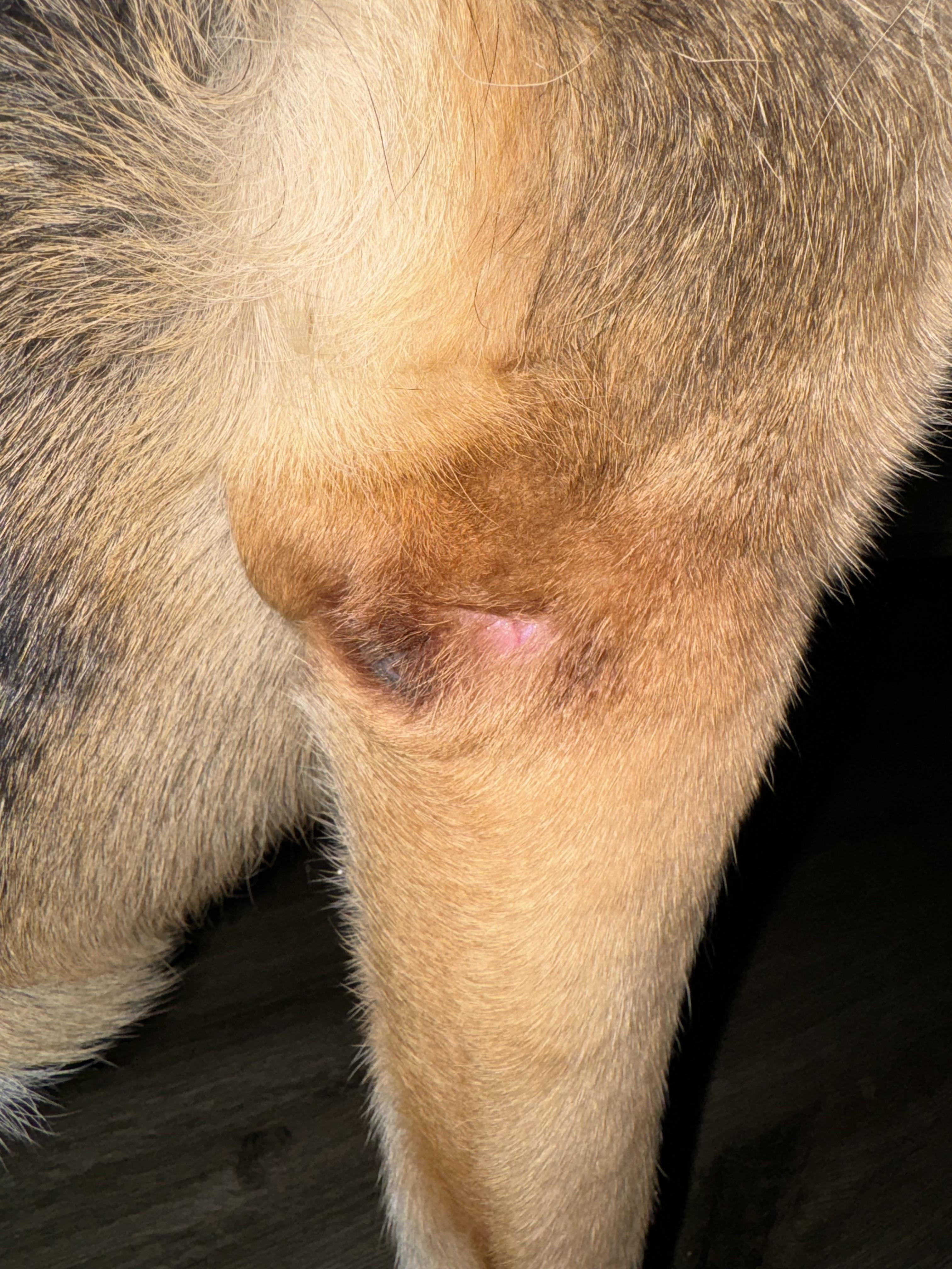 Close-up of a German Shepherd dog's leg with red skin and a skin lesion on a wooden floor
