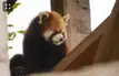 Sakura from Toronto Zoo has died