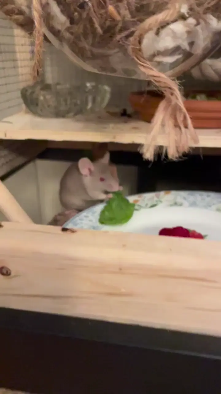 salad for dinner