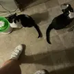 Say hello to TicTic and CiCi!