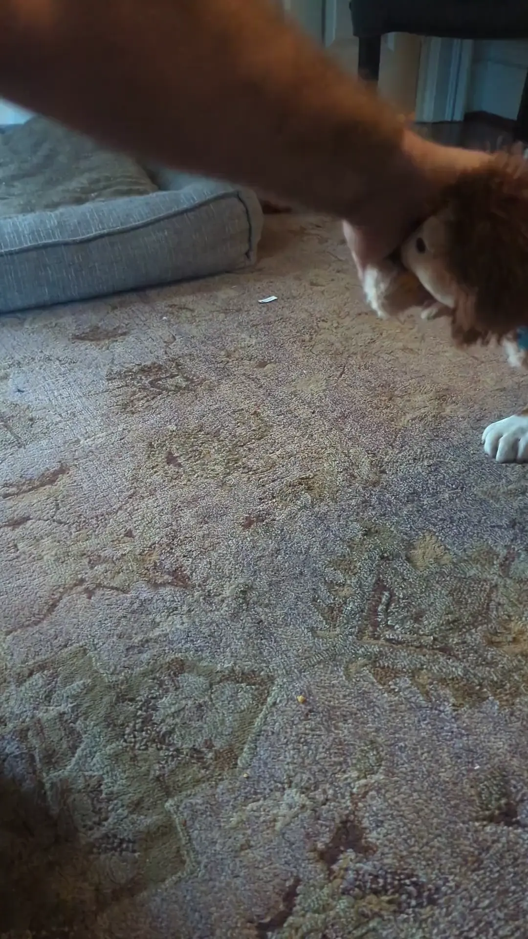 Scary Dawg