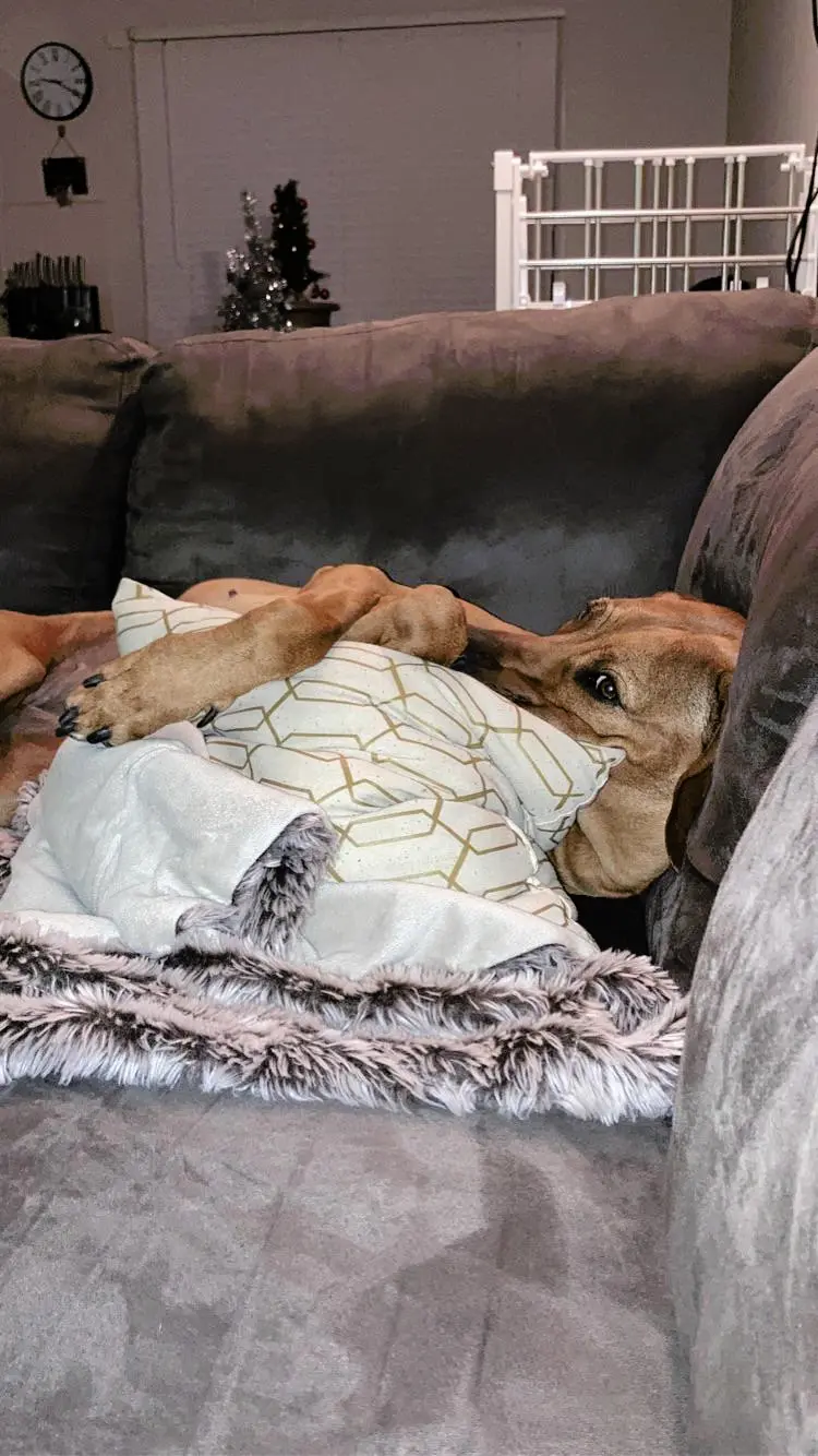 Scary Movie Night with a Pillow-Peeping Rhodesian Ridgeback | Scrolller
