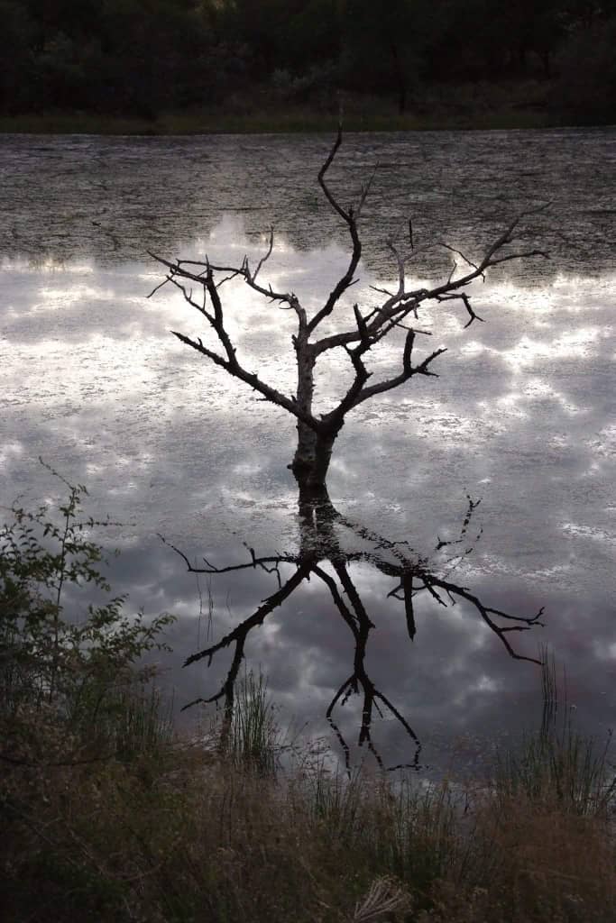 Scraggly tree. Okatjeru, Namibia