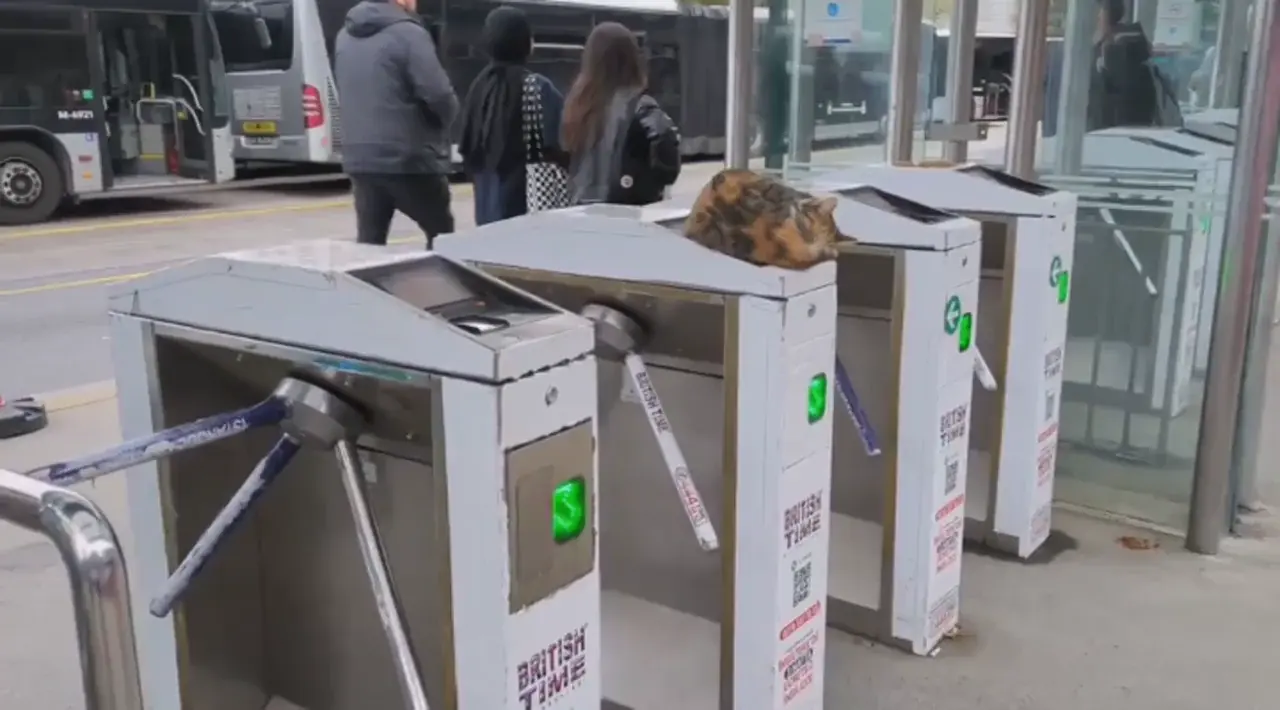 Security guard kitty during break