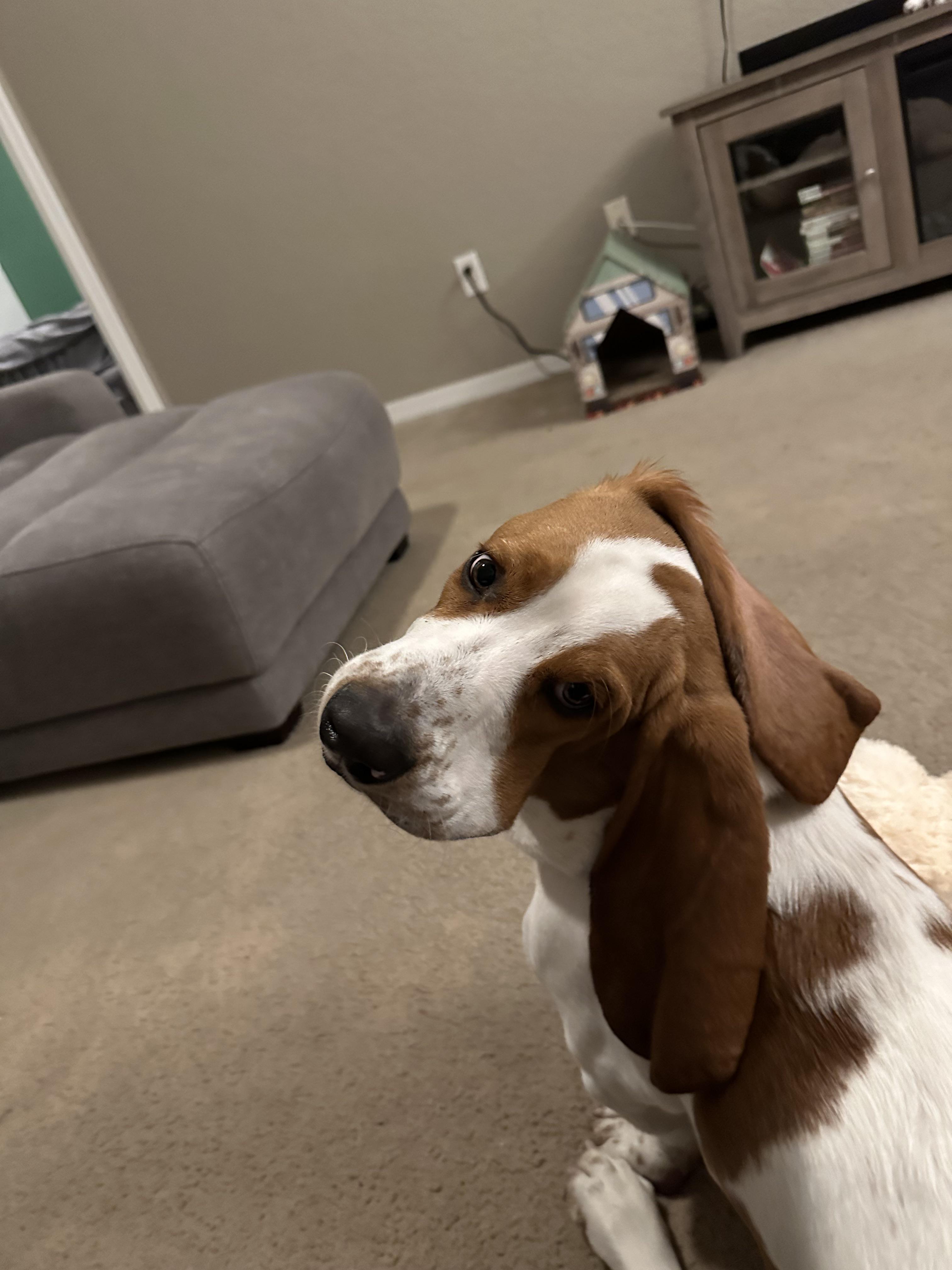 Potty Training Regression