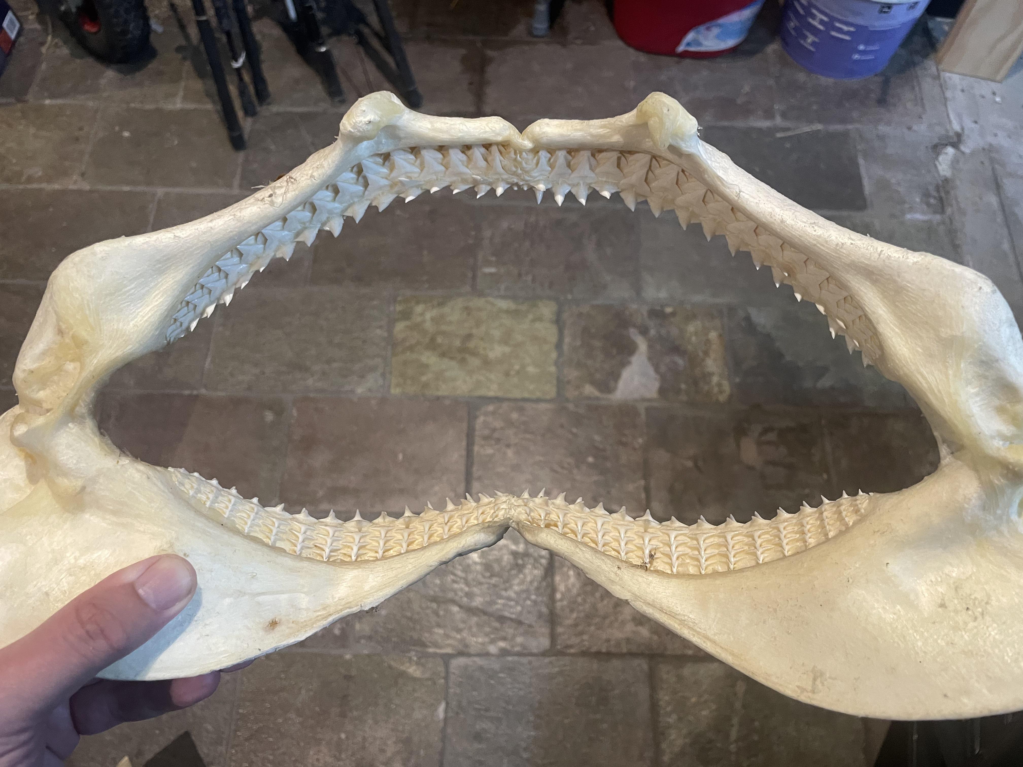 Sharks have multiple rows of Shark Teeth | Scrolller