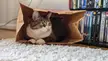 TheCatTrapIsWorking