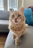 She forgot to put her blep back