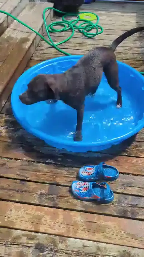 She gets the zoomies and tries to eat the water 