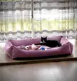 she is clearly proud of occupying the dog’s bed 😎