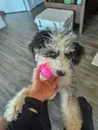 She likes to bring me toys to show to anyone I’m on a zoom call with 