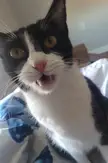She made this face after sticking her nose in her sister's butt
