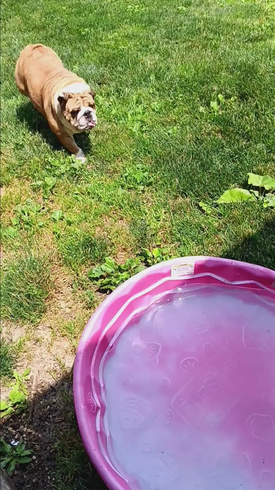 She needs a bigger pool