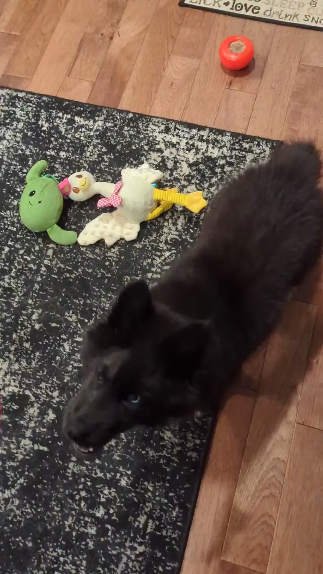 She plays fetch!