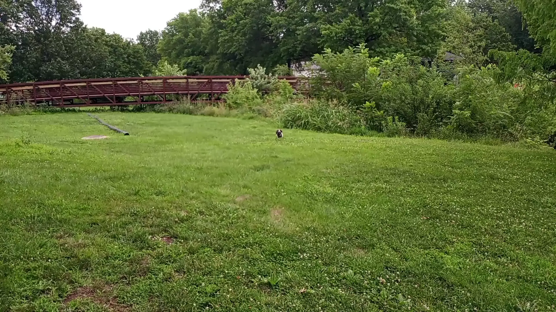 She's so floppy when she runs.