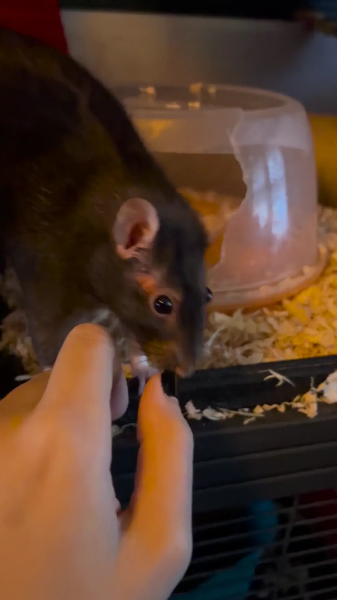 Should I take my girl to the vet for this?