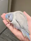 Show me dem parrot peets! 