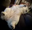 Show me your corgs lettin’ it all hang out