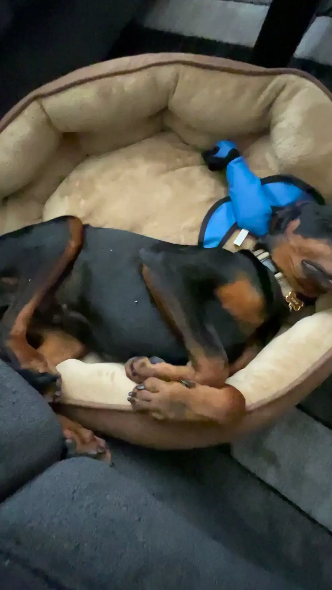 Show the goofy sleeping Dobies! 😂