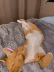 Show your cats right now, I start