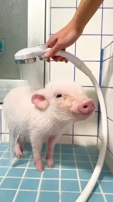 Shower Cam