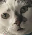 shy morning blep 