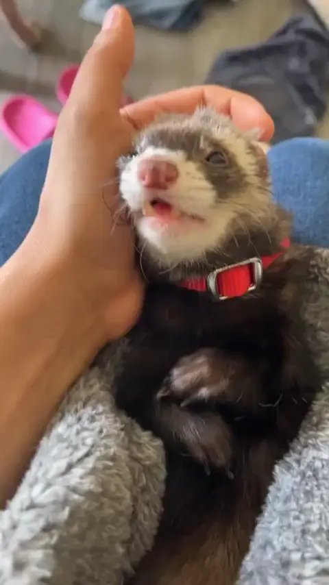 Sick ferret??