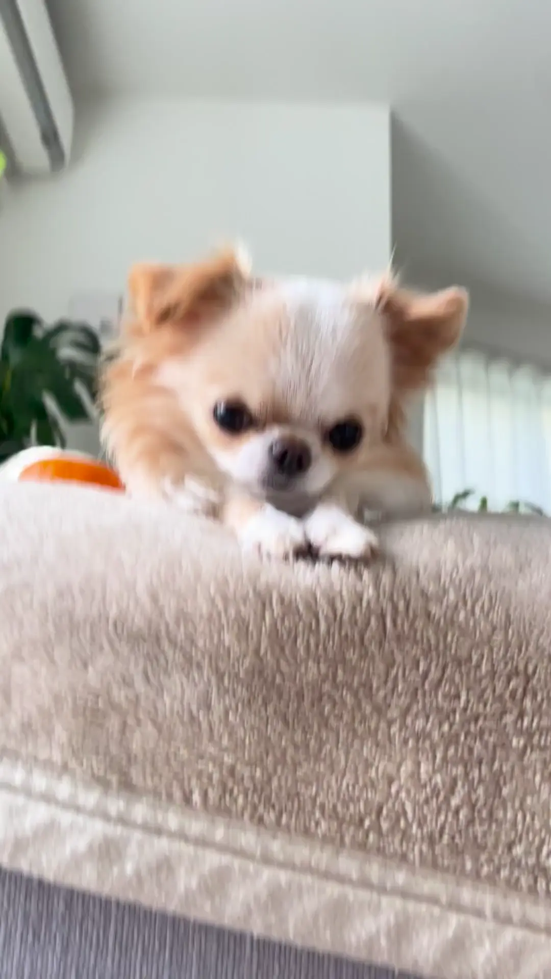 Silent Barks