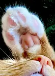 Silky Toes and Purrfect Nose