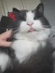 silly blep