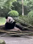 Panda_Gifs