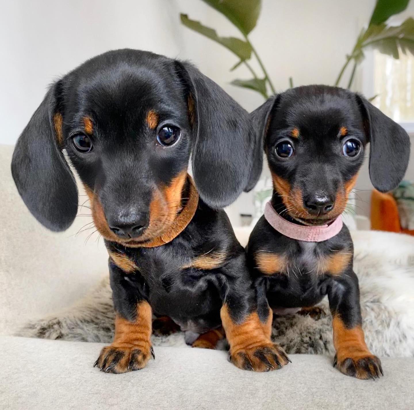 size-difference-between-biggest-and-smallest-of-litter-at-7-5-weeks