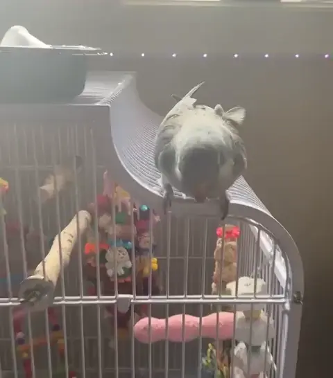 Sky discovering gravity