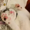 sleepy baby beans