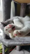 Sleepy Jelly Beans