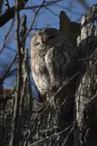 sleepy owl