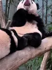 sleepy panda