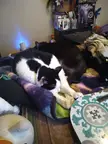 Sleepy tuxies