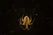 Small Cobweb spider patiently waiting for a meal