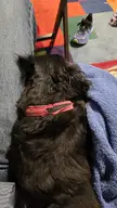 Small dog sleeps