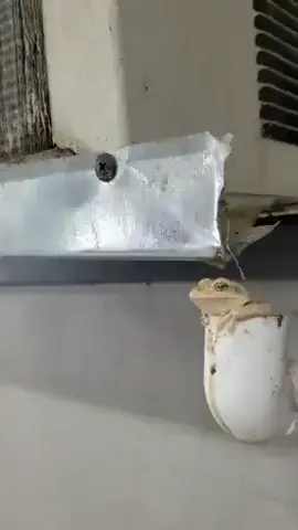 Smartest. Frog. Ever.