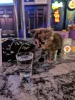 Smol bartender doesn't know how to make your drink.