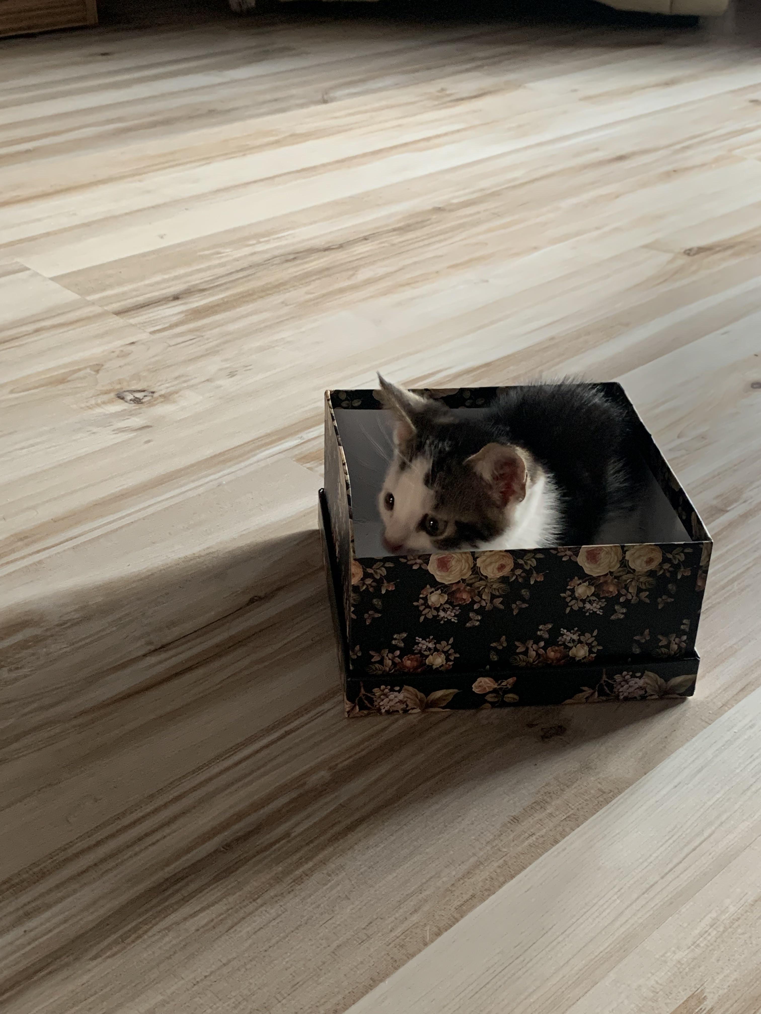 Smol boi in smol box | Scrolller