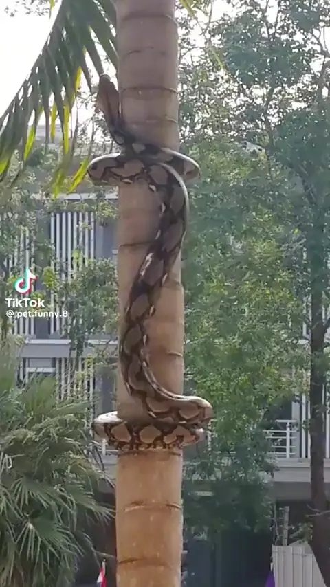 Snake in a tree 