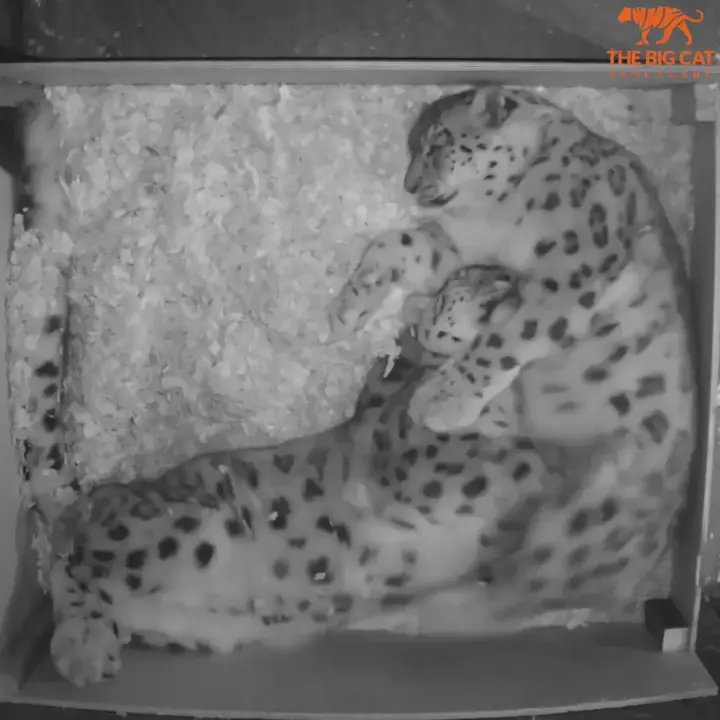 Snoozy Cuddles...