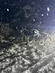 Snow dogs!